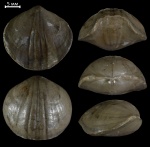 Leiorhynchus ex gr.megistanus Le Hon. (?)