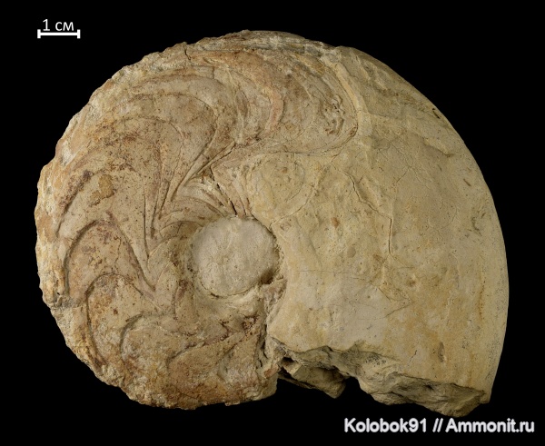аммониты, девон, Goniatitida, Ammonoidea, Manticoceras, гониатиты
