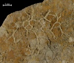 Aulopora sp.