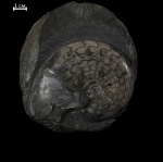 Arctoceras septentrionale (Diener)
