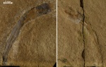 Hyolithelmintida
