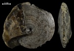 Cordillerites (?)