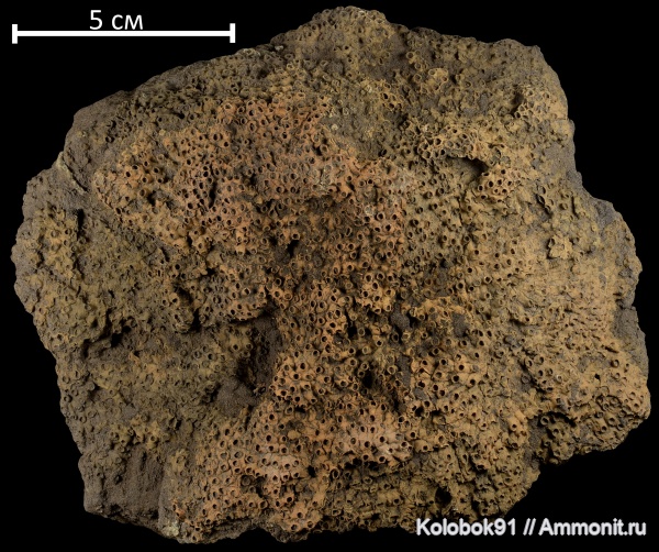 девон, кораллы, Aulopora, табуляты, КМА, Mastopora, Aulopora compacta