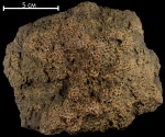 Aulopora compacta Tchernychev,1941