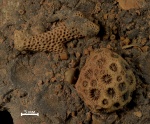Fasciphyllum Schluteri Soshkina и ветвистый табулят(?)