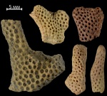 Pachyporidae