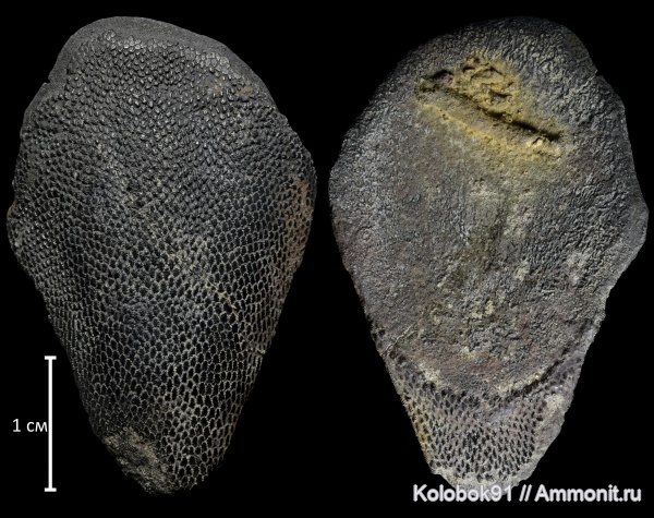 девон, Agnatha, бесчелюстные, Schizosteus