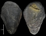 Чешуя Schizosteus