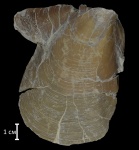 Inoceramus sp.