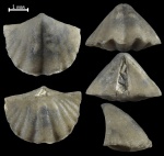 Cyrtina ex gr.demarlii Bouch.
