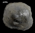 Crania sp.