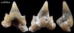 Scyliorhinus sp.
