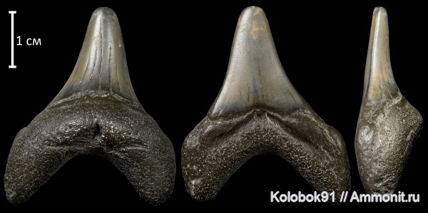 палеоген, рыбы, эоцен, акулы, Jaekelotodus, Jaekelotodus robustus