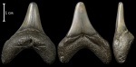 Jaekelotodus robustus