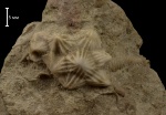 Gonocrinites sp.
