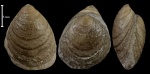 Eosiphonotreta verrucosa