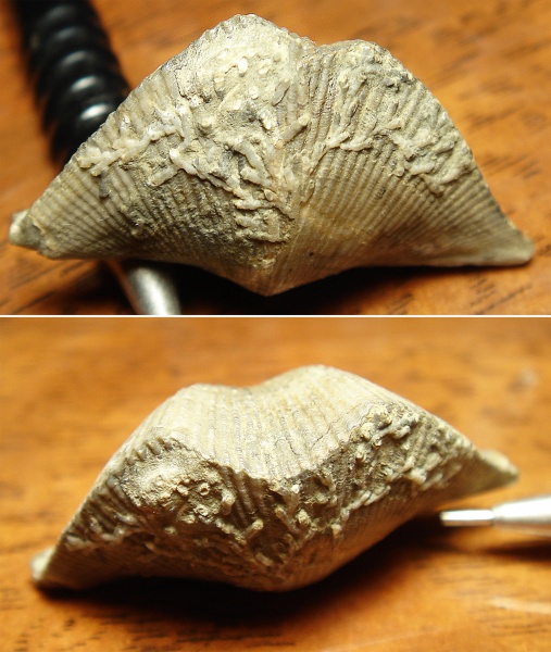 Cyrtospirifer, Hederella, Epizoans