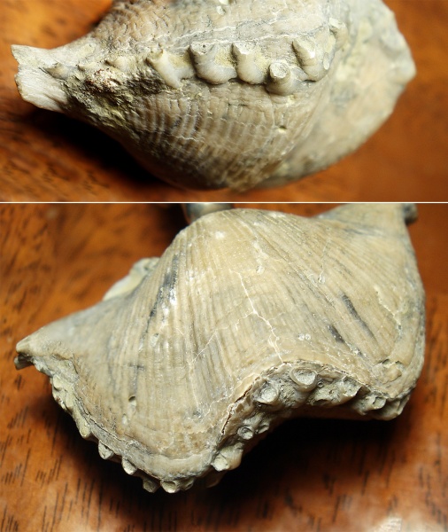 Aulopora, encrustation of brachiopods, Epizoans