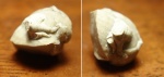 Cornulites sp.