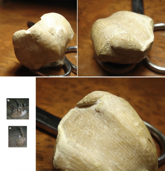 Cyrtospirifer, Stenopora, Epizoans