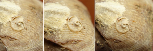 Cyrtospirifer, Spiriferida, Microconchida, Epizoans, Palaeoconchus
