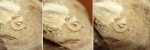 Внутри домика Palaeoconchus