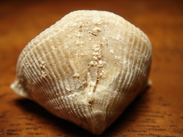 Cyrtospirifer, Cornulites, Epizoans, Ascodictyon, Palaeoconchus