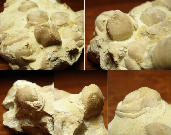 Theodossia, Cornulites