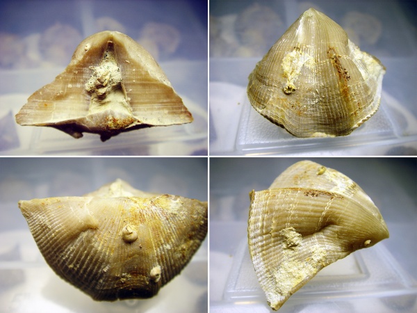 Cyrtospirifer, прижизненные повреждения, Spiriferida, Microconchida, Epizoans, Ascodictyon, Palaeoconchus, Прижизненные повреждения брахиопод, Cephalopod Predation