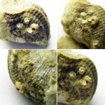 Palaeoconchus хорошей сохранности