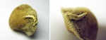 Cornulites sp. на Theodossia