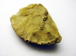 Взаимодействие Epizoan