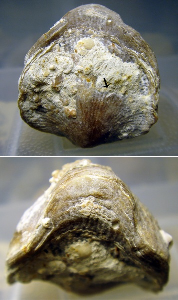 Atrypa, Trypanites