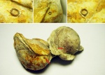 Sphenothallus (Гулливер в стране лилипутов)