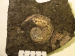 Amoeboceras ilovaiskii (M.Sok.) м