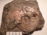 Amoeboceras alternoides (Nik.)