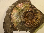 Paramaeboceras sp. M