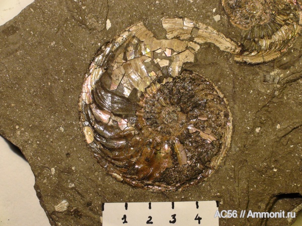 Paramaeboceras