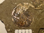 Paramaeboceras sp. m