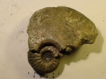 Amoeboceras shuravskii (Sok.)