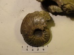Amoeboceras shuravskii (Sok.)