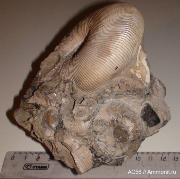 аптихи, Kepplerites, Praestriaptychus, Aptychi