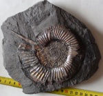 Perisphinctes sp.