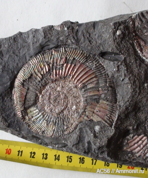 Perisphinctes