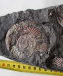 Perisphinctes sp.