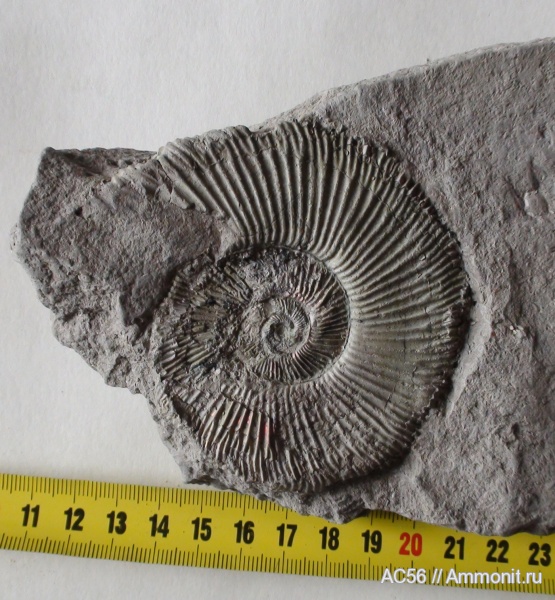 Perisphinctes