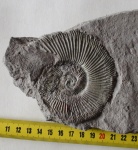 Perisphinctes chloroolithicus Guemb.