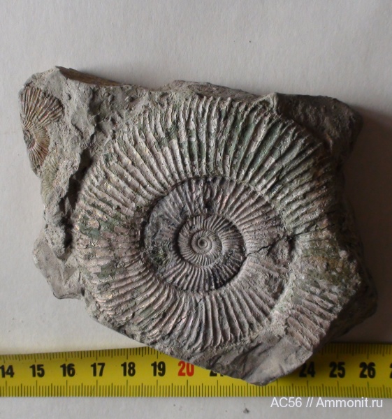 Perisphinctes