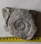 Perisphinctes sp.