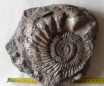 Perisphinctes martelli Opp.